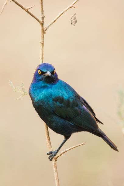 istock Close up image of a glossy starling 1152008380