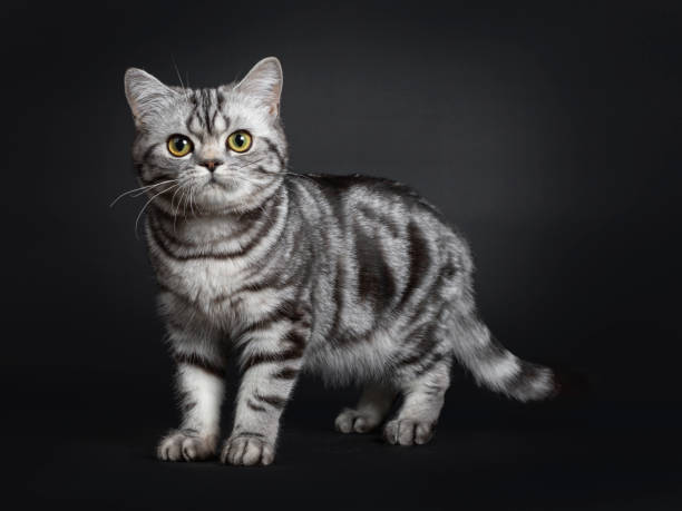istock Cute black silver British Shorthair kitten on black 1152008412