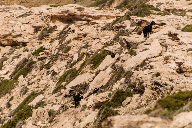 istock Two goats at rocky ground from above 1152011381