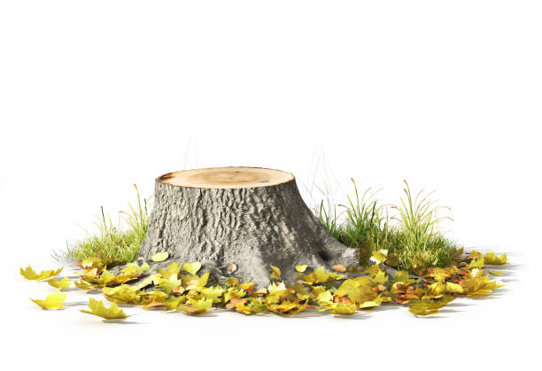 istock Stump with leaves isolated on a white. 3d illustration 1152012046