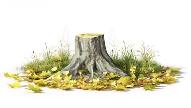 istock Stump with leaves isolated on a white. 3d illustration 1152012081