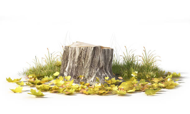 istock Stump with leaves isolated on a white. 3d illustration 1152012104
