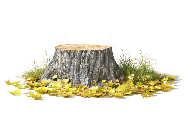 Stump with leaves isolated on a white. 3d illustration Stump with leaves isolated on a white. 3d illustration tree stump stock pictures, royalty-free photos & images