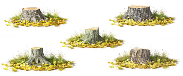 istock Stump with leaves isolated on a white. 3d illustration 1152012198
