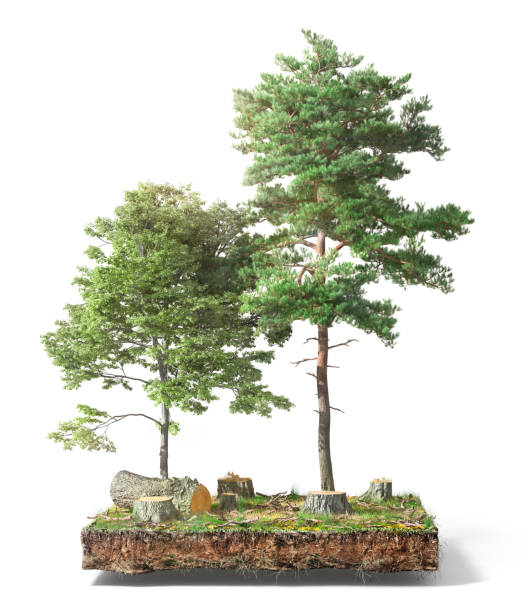 istock Stump with leaves isolated on a white. 3d illustration 1152012248