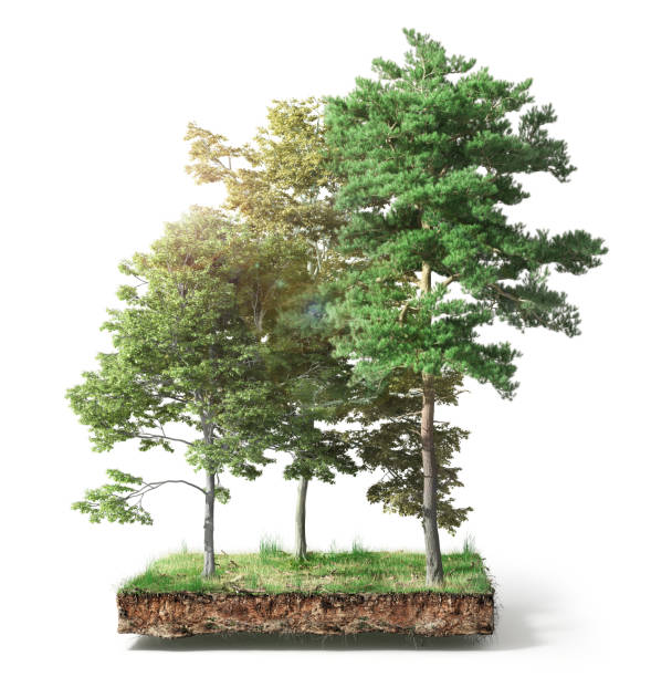 istock Stump with leaves isolated on a white. 3d illustration 1152012267