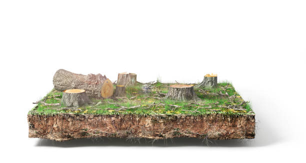 istock Stump with leaves isolated on a white. 3d illustration 1152012270