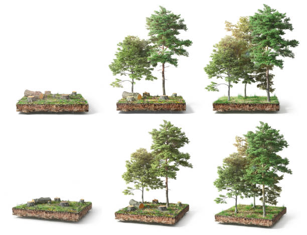 istock Stump with leaves isolated on a white. 3d illustration 1152012354