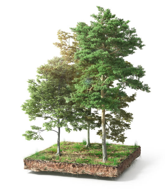 istock Stump with leaves isolated on a white. 3d illustration 1152012367