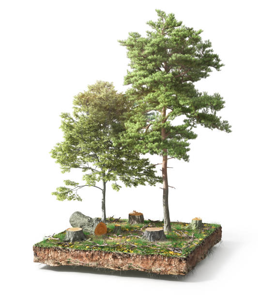 istock Stump with leaves isolated on a white. 3d illustration 1152012378