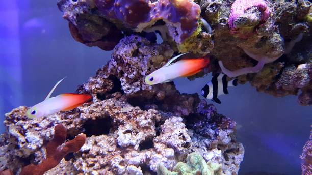 istock Firefish Goby in coral reef aquarium tank 1152012989