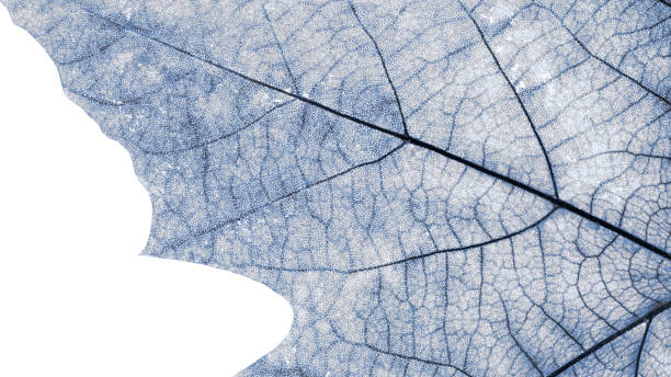 istock Close-up of plane tree leaves, natural background 1152013610