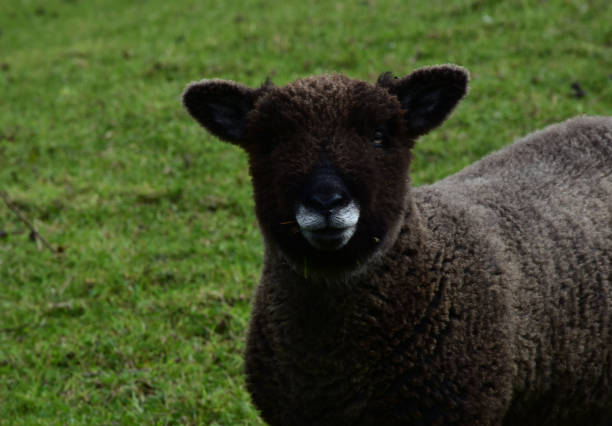 Close-up portrait of a black sheep outdoors in a pasture. Close-up, selective focus