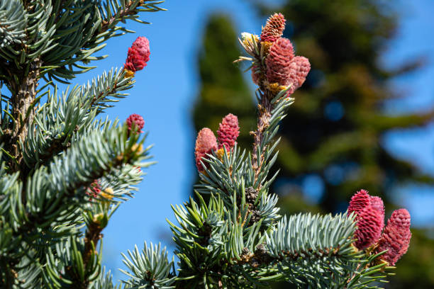 Beautiful young pink cones on blue spruce Picea pungens Hoopsii. Silver blue spruce in combination with evergreen plants looks very impressive against blue sky Beautiful young pink cones on blue spruce Picea pungens Hoopsii. Silver blue spruce in combination with evergreen plants looks very impressive against blue sky. Selective focus picea pungens stock pictures, royalty-free photos & images