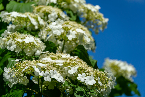 Beautiful branch with white flowers of blooming Viburnum opulus on blue sky background. Viburnum opulus large, deciduous shrub. Selective focus. Nature concept for natural design