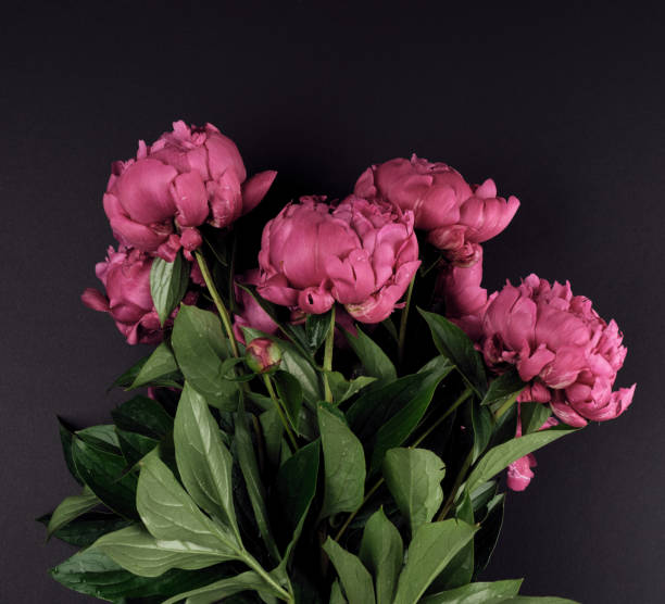 istock bunch of red peonies with green leaves on a black background 1152018015