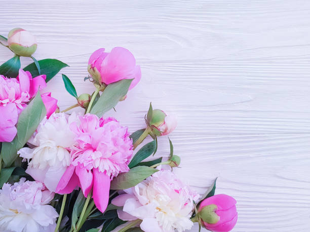 istock beautiful fresh flower peony on white wooden background, frame 1152018932