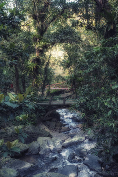 istock Mountain river flowing through the green forest. Stream in the wood. 1152020400