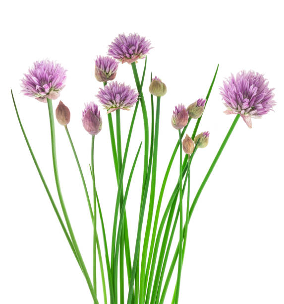 Chives flowers Chives with Flowers isolated on white background chives allium schoenoprasum purple flowers and leaves stock pictures, royalty-free photos & images