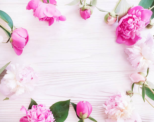 istock beautiful fresh flower peony on white wooden background, frame 1152020870