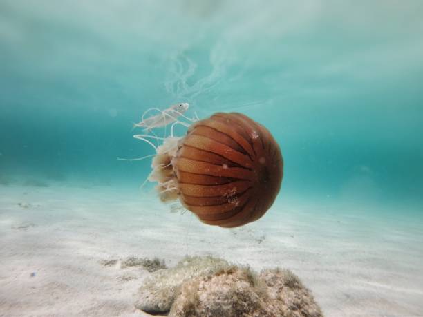 istock Mediterranean adriatic brown jellyfish 1152021622