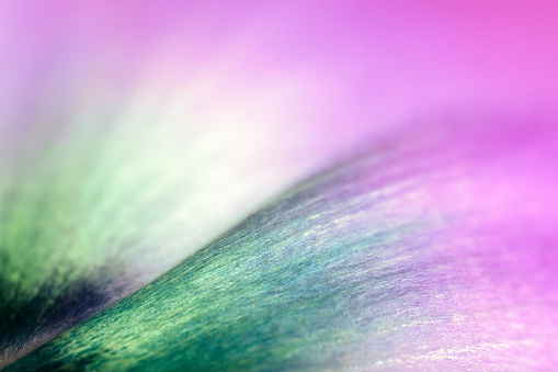Macro closeup view of the vibrant petal color inside of a mauve and pinkish tulip flower