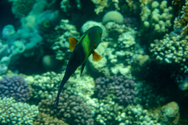 sea fish near coral, underwater