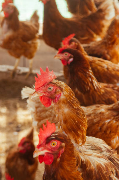 istock Brown red feather and red cockscomb farm chickens 1152023415