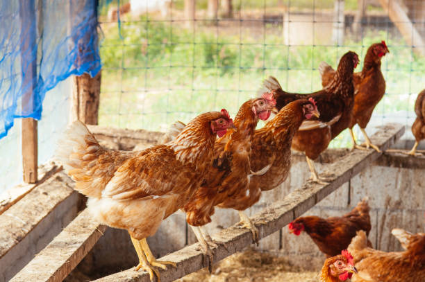 istock Brown red feather and red cockscomb farm chickens 1152023416