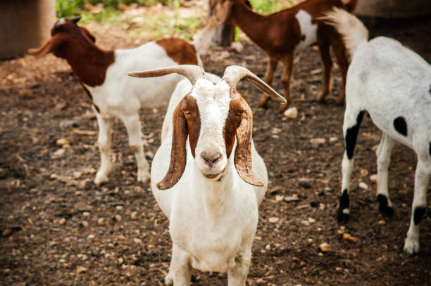 istock White goat with stupid cute face in rural farm 1152023424