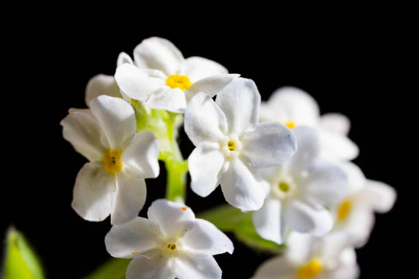 istock White forget-me-not on black background 1152023474