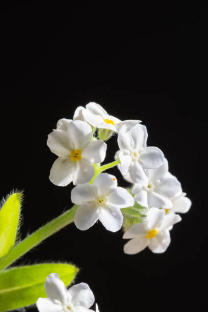 istock White forget-me-not on black background 1152023516