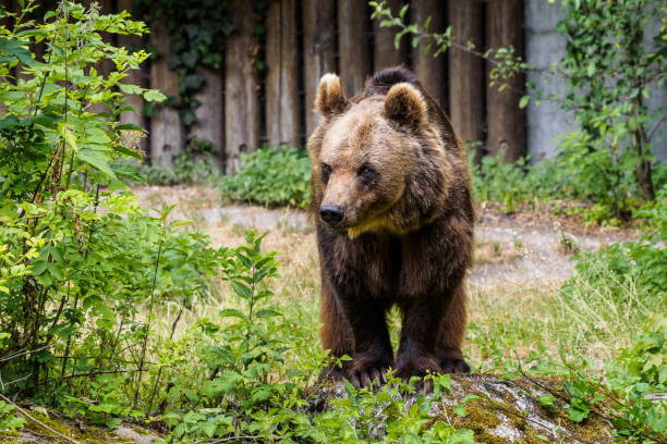 istock European brown bear, ursus arctos in a park 1152025235