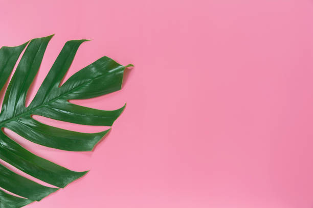 istock Green sugarcane leave on pink background with copy space for insert text. 1152026141