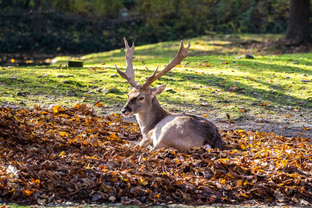 istock The fallow deer, Dama dama is a ruminant mammal 1152026299