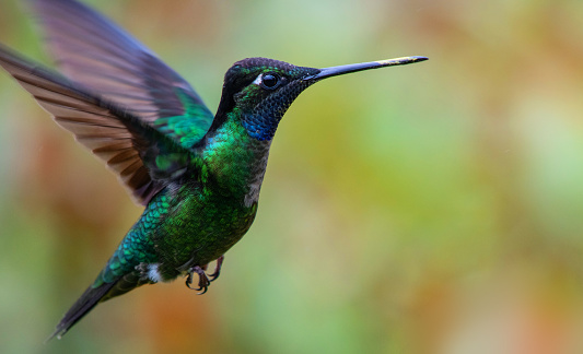 Amazing hummingbird flying in the wild