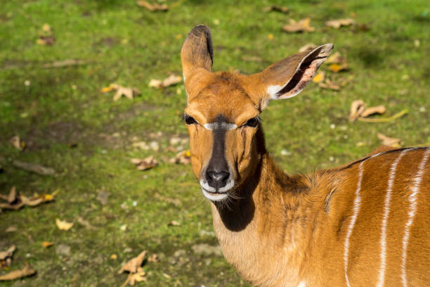 istock Nyala Antelope - Tragelaphus angasii. Wild life animal. 1152026409