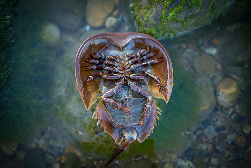 USA, Horseshoe Crab, Beach, Animal, Animal Shell