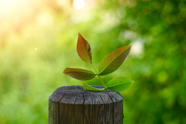 istock green tree leaves textured in summer in the nature 1152029674