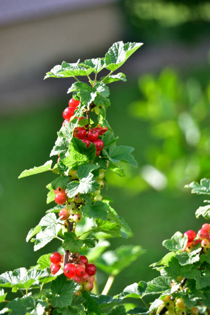 istock Organic redcurrant bunch on the branch, closeup photo 1152029830