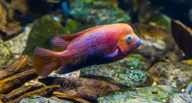 Photo of quetzal cichlid in closeup, vibrant and colorful tropical fish, popular decorative aquarium pet from Mexico