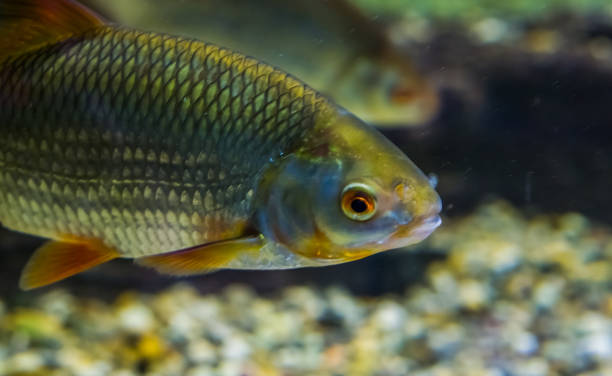 Common Rudd with its face in closeup, well spread fish through out the waters of Eurasia Common Rudd with its face in closeup, well spread fish through out the waters of Eurasia rudd fish stock pictures, royalty-free photos & images