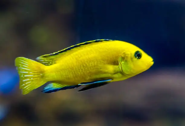 Photo of closeup of a lemon yellow lab cichlid, a very popular fish in aquaculture, tropical freshwater fish from lake malawi in Africa