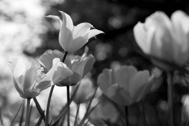 istock Spring tulips in the park, black and white 1152030895