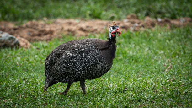 istock Helmeted guineafowl walking on grass 1152030942