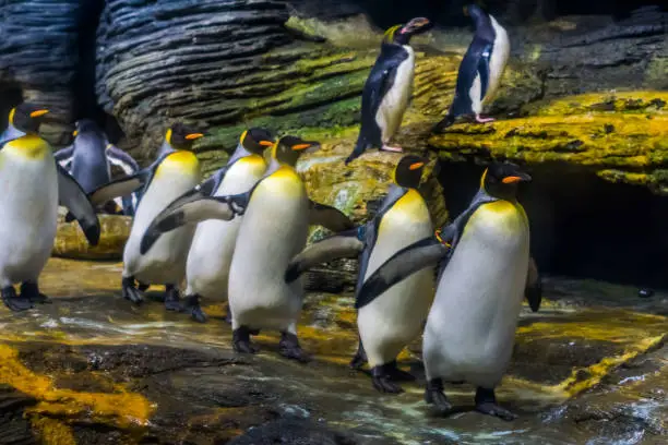 Photo of funny colony of king penguins follow the leader, social bird behavior, popular zoo animals from the antarctic