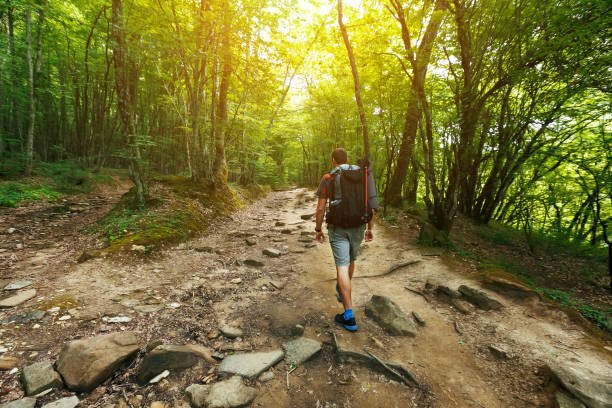 A traveler with a backpack in the spring forest on the path looks ahead. Sunlight through the crowns of trees. A traveler with a backpack in the spring forest on the path looks ahead. Sunlight through the crowns of trees. Journey through the mountains and the forest, freedom and the concept of an active lifestyle whakarewarewa stock pictures, royalty-free photos & images