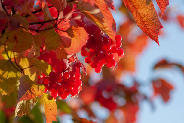 istock Ripe viburnum berries on a branch 1152033383