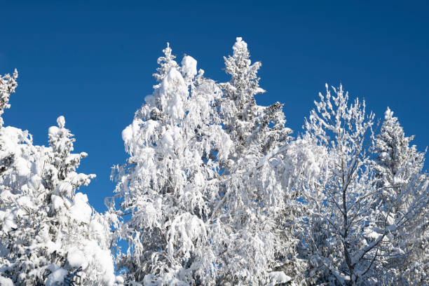 Both evergreen conifers (Norwegian spruce) with cones and deciduous trees (that have lost all the leaves during the autumn) are now covered in fresh white powder snow. The snow-covered trees are isolated against a clear blue sky on midday on a sunny day in January in Norway.