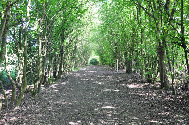 istock Woodland path in dappled sunshine 1152035897